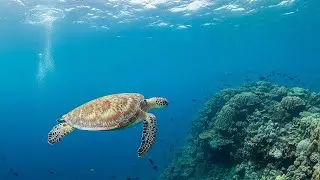 Mind Healing Music to Relax Body and Mind, Calm the Soul &bull; Anti Stress Music