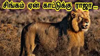 சிங்கம் ஏன் காட்டுக்கு ராஜா /Why lion is the King of jungle /  Amazing King Lion / Tamil Display