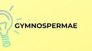 What is the meaning of the word GYMNOSPERMAE?