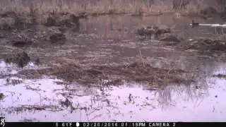 SS black duck fight