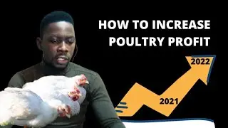 10 Tips to Increase Poultry Profit in 2022