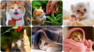 Cute Cat Images 😍 | Cat Dpz Whatsapp