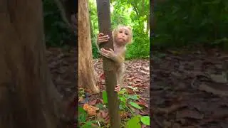 Awesome Lovely Gorgeous Baby Climbing Tree