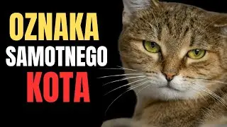Dlaczego twój kot śpi W TEN SPOSÓB – Szkoda, że nie zauważyłeś tego wcześniej!