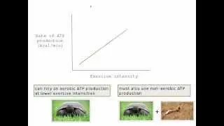 Energy expenditure and intensity (lactic acid part 2)