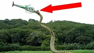 50 फीट लंबे सांप ने किया हेलीकॉप्टर पर हमला | Giant Snake Attacked Helicopter