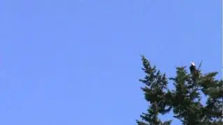 Alder Island pair and eaglet