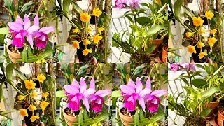 Some Blooms Early April-&Lambda;ί&gamma;&epsilon;&sigmaf; &Alpha;&nu;&theta;&omicron;&phi;&omicron;&rho;ί&epsilon;&sigmaf; &Alpha;&pi;&rho;&iota;&lambda;ί&omicron;&upsilon; -Чуть-чуть Апрельского Цветения 😜