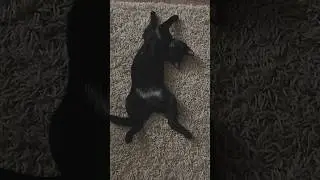 🤤🤩 #kat #blackcat #котик #кот #чернаякошка #кошка #kitten #bestcat #котики #котёнок