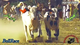 New Bull Race in Pakistan Yarbash Vs Hera ( بیلوں کی دوڑ ) Mansoor Video Swabi