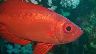 Big Eye (Priacanthus hamrur)