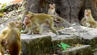 Deeply Scare!! Small monkey Rojo and team screaming loudly during amber troop came to attack them