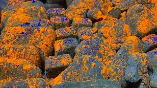 Black beauty into orange powder🖤🧡do subscribe #asmr 