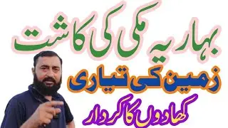 Maize crop 2026 || Maize harvest and land preparation || agriculture wisdom Ahsan Ali Musa
