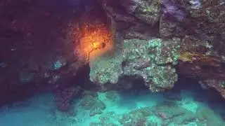 Fresh Lobster Molt, Sergeant Major Dive, Maui