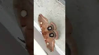 Antherea Polyphemus