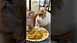 😂OSM CAT'S VIDEO😂 #cutecat#lovecats#catloversclub#catsofig#dog#animal#kittycat#petstagram#instacats.