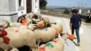 PEGAS DE OVINOS   (6º Feira de Março Chãs de Tavares)