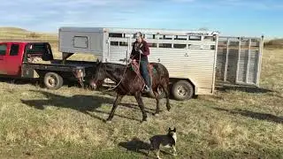 Hector - 2010 Brown Percheron/Friesian/Quarter Horse Gelding