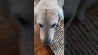 #goldenretriever #puppy #doggo