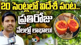 20 సెంట్లలో విదేశీ పంట..ప్రతిరోజు వేలల్లో లాభాలు! |High Profits With GAC fruit farming|Matti Manishi