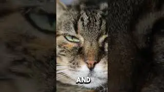 Cat Health Essentials: Keeping Your Kitty Happy!#Cat Health #Cat Care