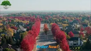 Buy Red Maple Trees - TN Nursery #redmapletrees #nativeplants