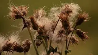 Montana Weed Control Association |  Canada Thistle