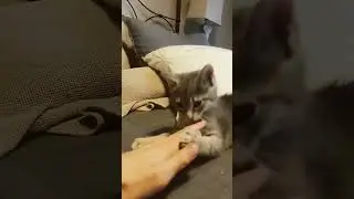 Last day with these 3 foster kittens #cat #animal #cute
