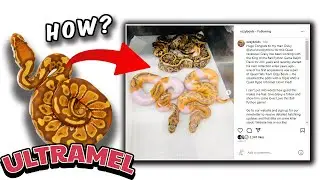 is Ultramel the best hypomelanistic morph?