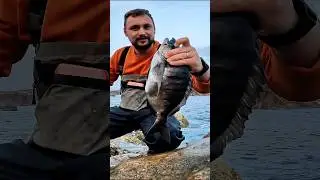 Gigantyczna ryba Sargo w Portugalii &ndash; spinning! [L&aacute;ti-go Allegro]