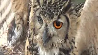 KARUR .. OWL MIGRATED FROM FOREIGN COUNTRY FOUND IN A CORPORATION DUST BIN , IT WAS HURT.