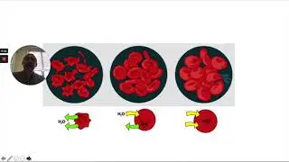 Biology Keystone Anchor 4 Homeostasis and Transport