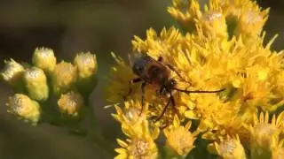 Long-horned Bee (Apidae: Melissodes?) on Blossom