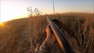 dove hunting opening day in the grasslands