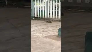 This Food Chain Fight captured by Er. Rajwardhan Shivaji Patil at Deccan Gymkhana Pune on 27/09/2022