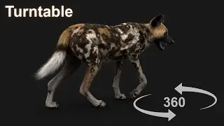 Wild Dog fur 360 turntable render | arnold | Maya Xgen arnold | CG Creature artist #stynsour