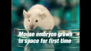 Mouse embryos grown in space for first time