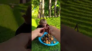 He eats breakfast #viralvideo #monkey #youtubeshorts #pets #video #trending #funny #shorts #cute