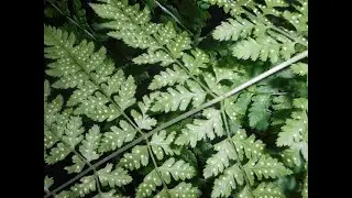 Dryopteris expansa, Cirsium arvense integrifolium, Triglochin palustris, Veronica anagallis-aquatica