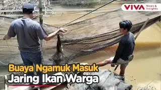 Ketika Warga Kaget, Menjaring Ikan Malah Dapat Buaya