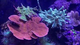 Fluval M90 Reef Aquarium 7 month Update