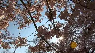 The National Cherry Blossom Festival
