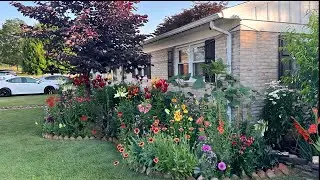 My small garden tour 2025 | Beautiful flowers have  bloomed