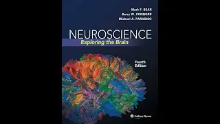 Neuroscience: Exploring the Brain 4th Edition download (review)