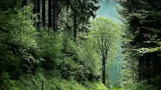 Peaceful forest birds sound for alone time and relaxation #forestsound #birdsound #whitenoise