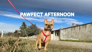 Taking My Dog for a Long Walk