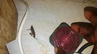 anti insects efficase