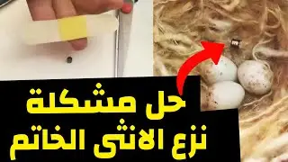 الطرق الصحيحة  لمشكلة نزع الانثى الكناري خاتم التحجيل في ارجل الفراخ
