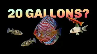 AMAZING Discus Store...and Stocking a 20 Gallon Aquarium